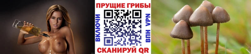 Псилоцибиновые грибы Psilocybe  Амурск 