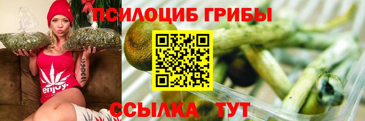 Галлюциногенные грибы Psilocybine cubensis Амурск